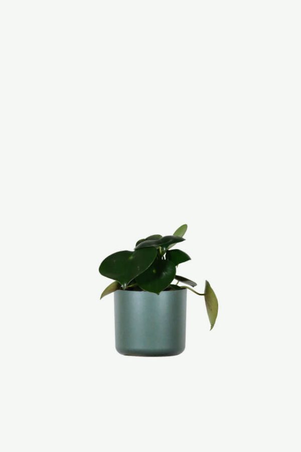 Hoya obovatum