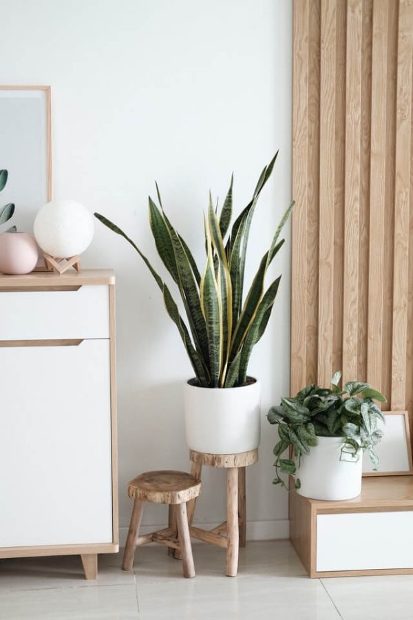 Sansevieria Llama Dorada - Imagen 2